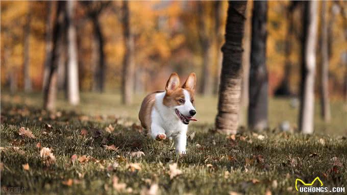 柯基犬尾巴一定要断吗