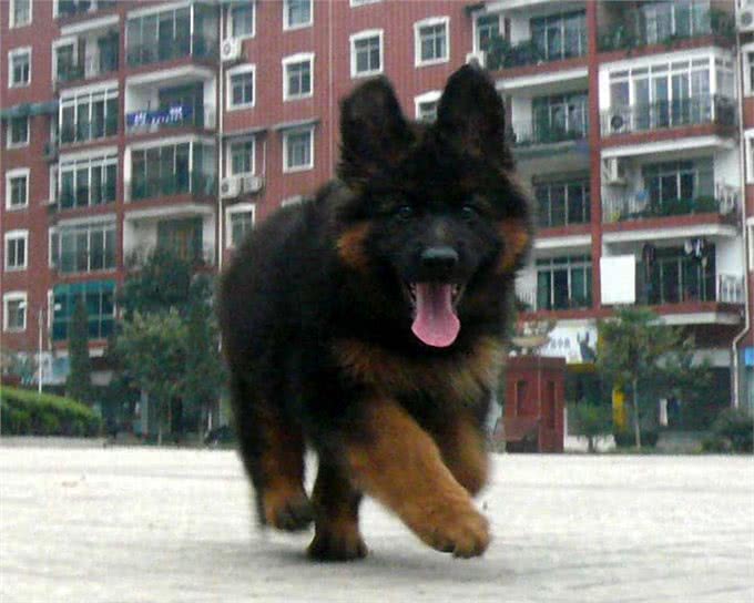 中国两大最强狼犬:长毛狼犬和中国马犬，超霸气