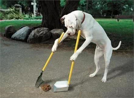 关于户外宠物狗在路上大小便的问题，我们一起聊一聊