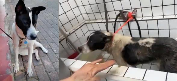 狗狗偷跑出去玩泥巴，生怕被主人发现，自己去宠物店洗了个澡