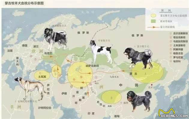 蒙古牧羊犬，古老东方咬狼犬一种能够驱赶并杀死狼的大型猛犬