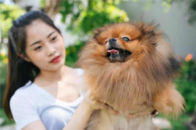 博美犬的优缺点有哪些