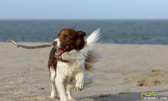 边境牧羊犬有哪些特点?它外形好看智尚高，为什么饲养的人很少?