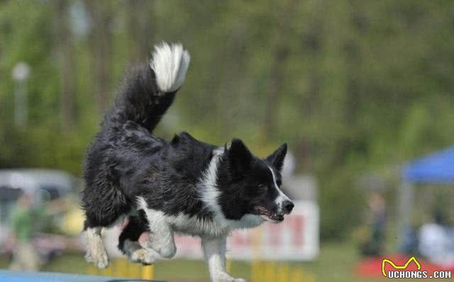 边境牧羊犬有哪些特点?它外形好看智尚高，为什么饲养的人很少?