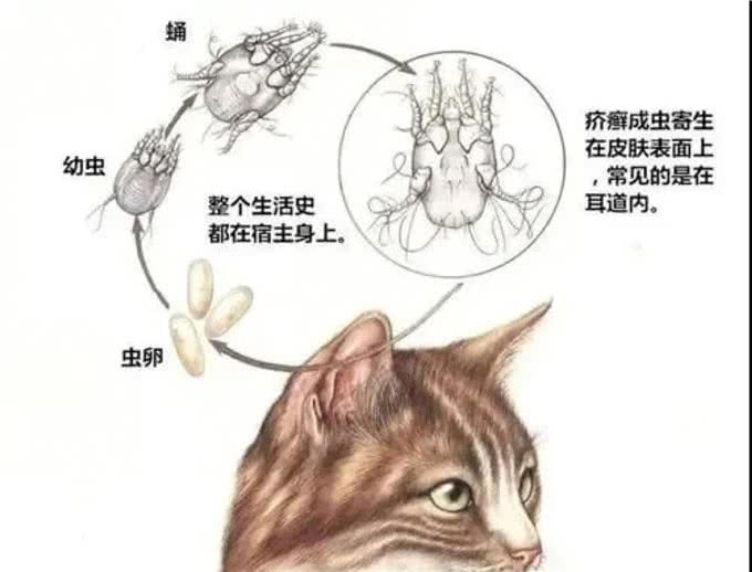 铲屎官注意了，猫咪常见寄生虫汇总，要牢记