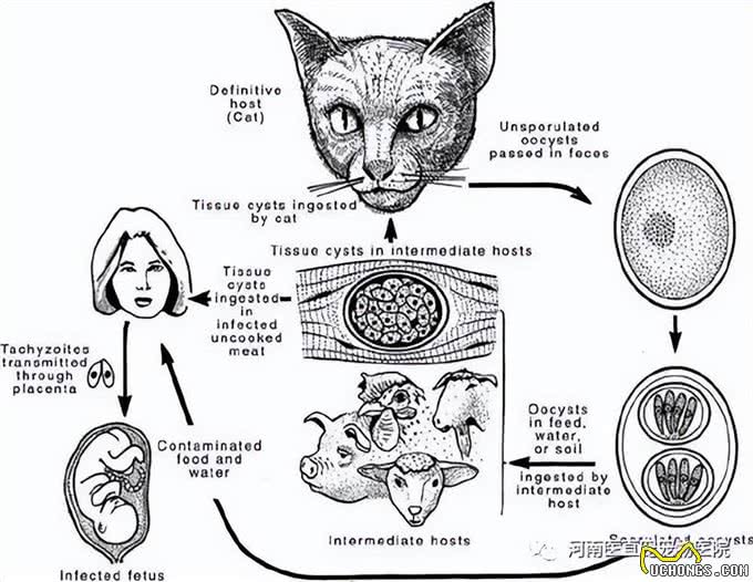 铲屎官注意了，猫咪常见寄生虫汇总，要牢记