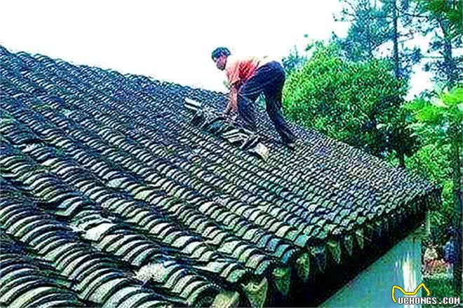 30年前农村屋顶上的杂草狗指甲,常能致漏雨,还有人记得吗