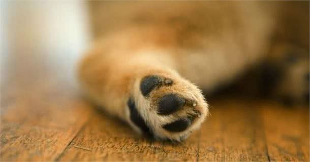狗狗脚垫如何护理?最全护理攻略速速拿走