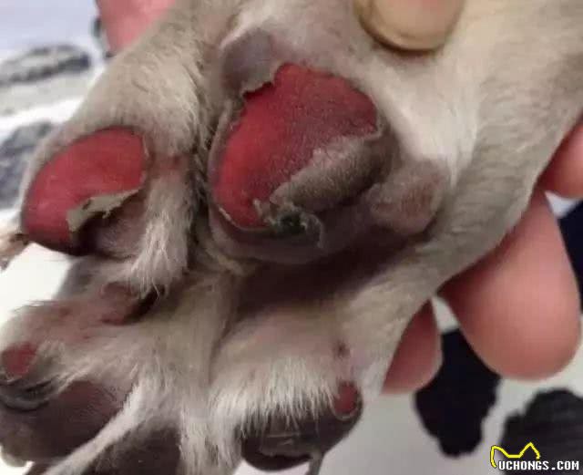 狗狗脚垫如何护理?最全护理攻略速速拿走
