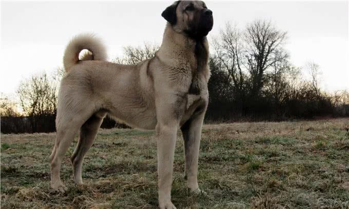 比特犬vs坎高犬,谁才是真正的狗中之王?