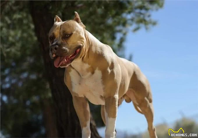 比特犬vs坎高犬,谁才是真正的狗中之王?