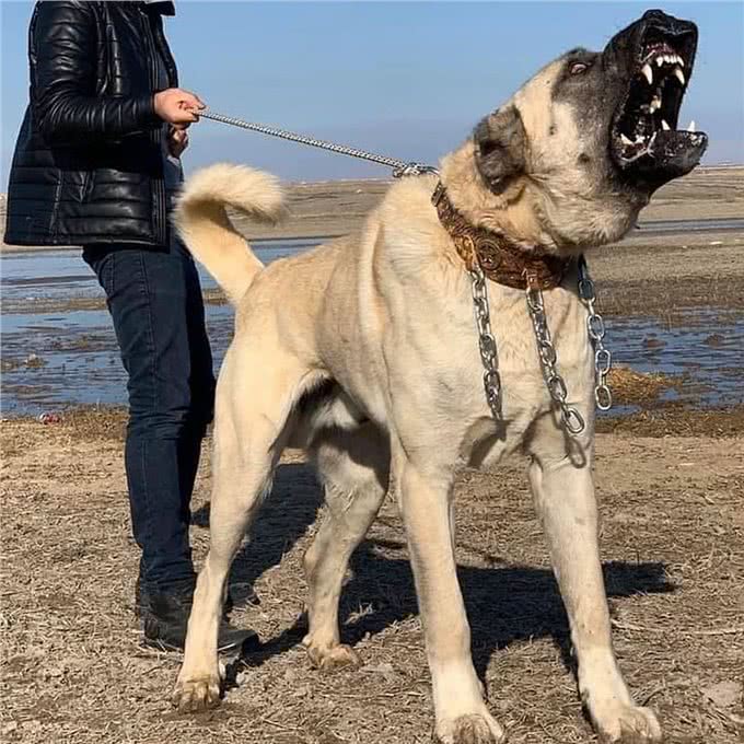 比特犬vs坎高犬,谁才是真正的狗中之王?