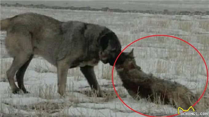 比特犬vs坎高犬,谁才是真正的狗中之王?