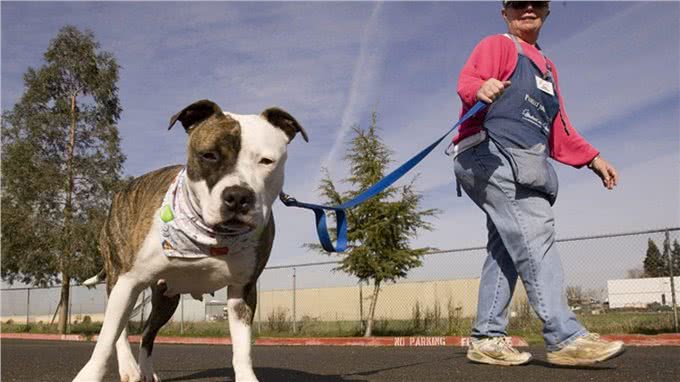 比特犬vs坎高犬,谁才是真正的狗中之王?