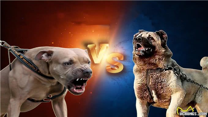 比特犬vs坎高犬,谁才是真正的狗中之王?