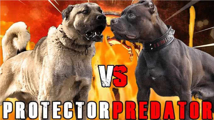 比特犬vs坎高犬,谁才是真正的狗中之王?