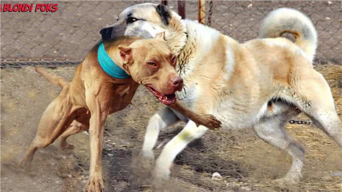比特犬vs坎高犬,谁才是真正的狗中之王?