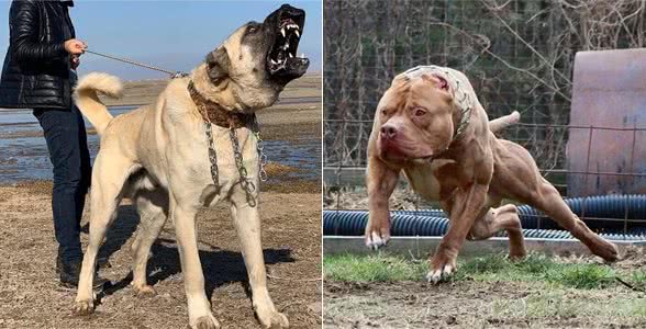 比特犬vs坎高犬,谁才是真正的狗中之王?
