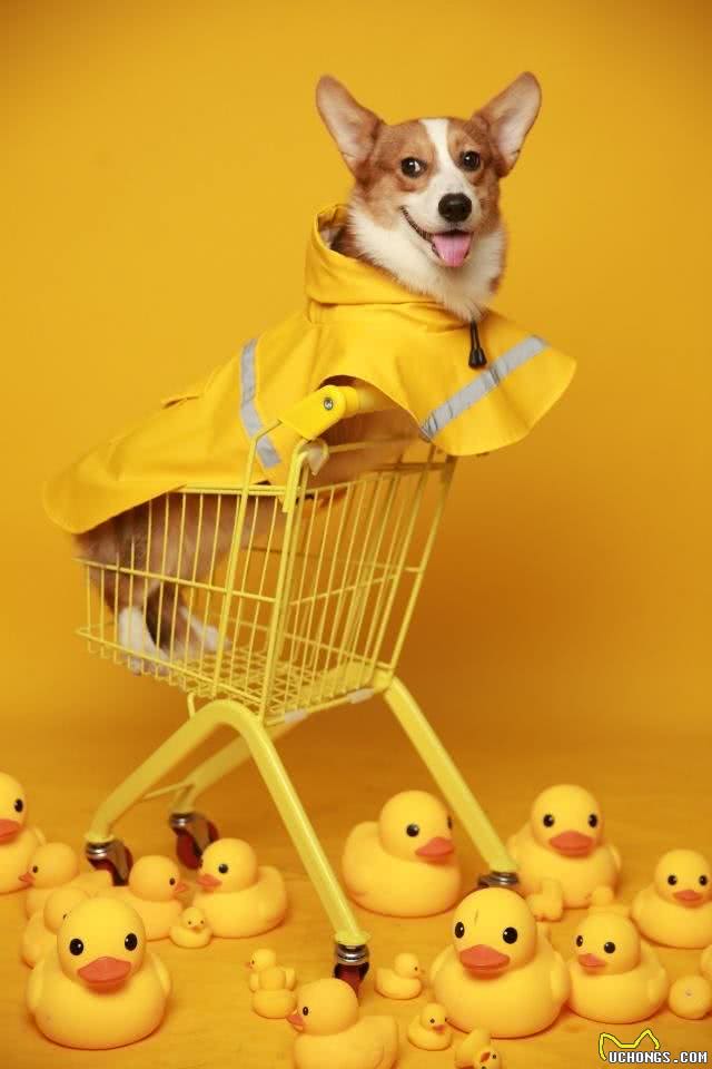 狗粮应该怎么选呢