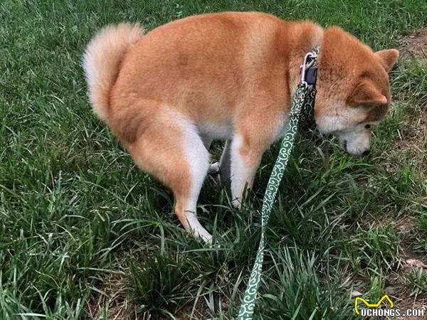 狗粮应该怎么选呢