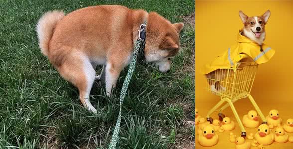 狗粮应该怎么选呢