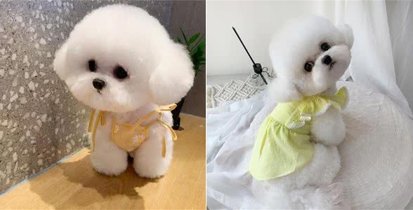 不瞒你说，原来纯种比熊长这样