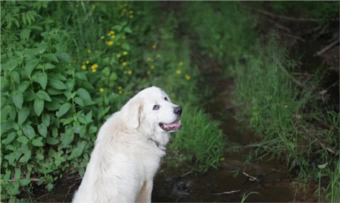 粗中有细的大汉:养一头大白熊犬是一种怎样的体验?