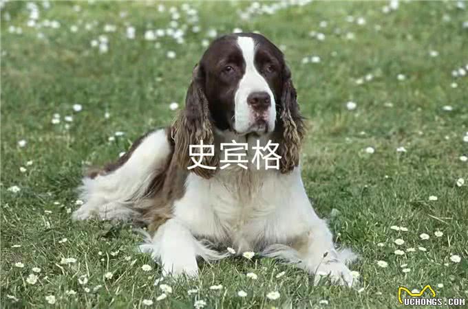 各类工作用犬介绍