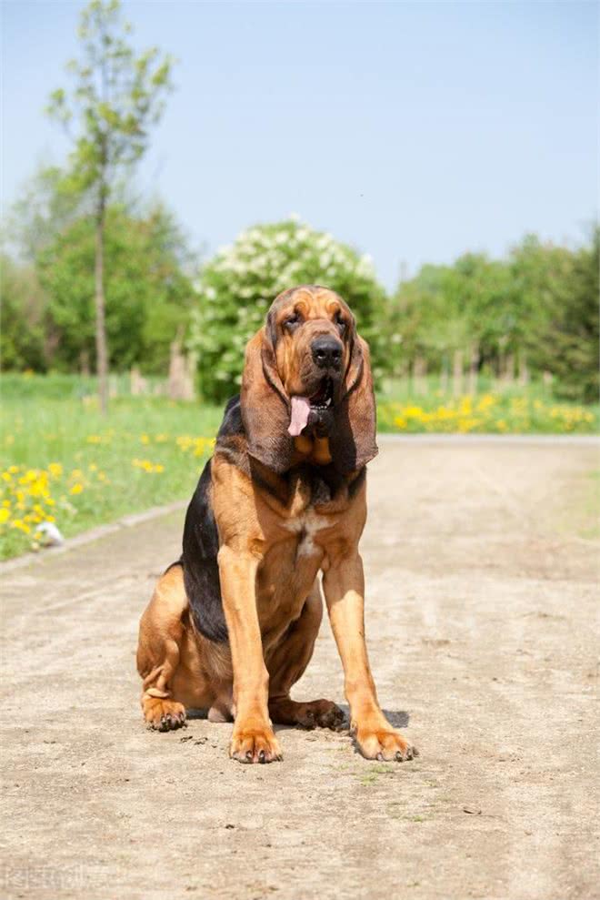 各类工作用犬介绍