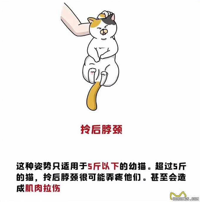 养猫久了才知道，这7个抱猫姿势才是正确的，别再错了!