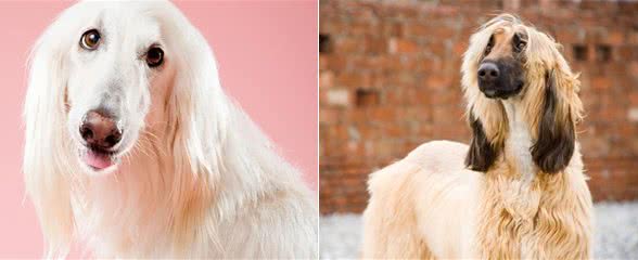 它是唯一可以进入五星级酒店的贵族猎犬!打猎全靠自由发挥?