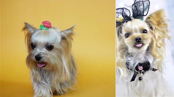 小型犬—约克夏梗YorkshireTerrier
