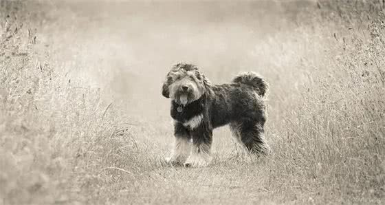 寻根问祖系列:西藏梗(TibetanTerrier)