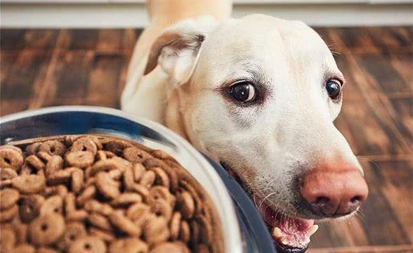 狗狗摄入盐分过多会怎样?