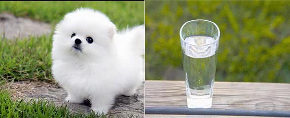 狗狗拉便便很干怎么办?是便秘吗?需要怎样处理?