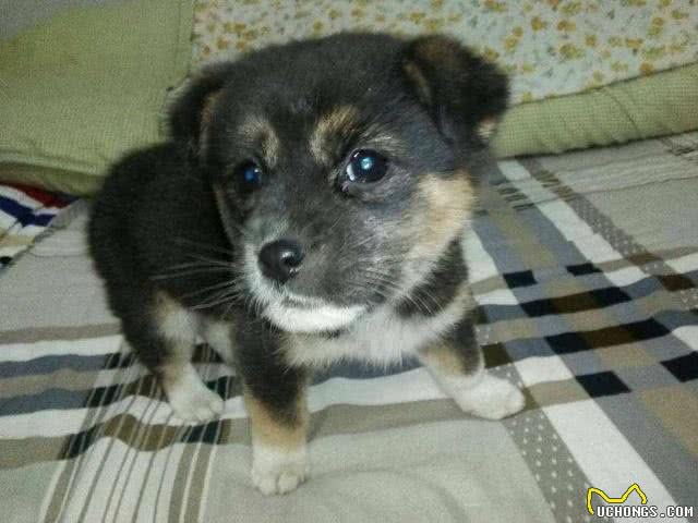 请不要叫它们土狗，请叫它们中华田园犬!