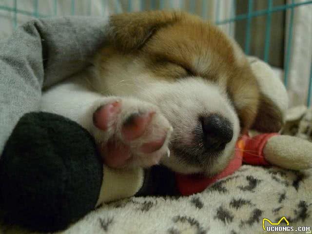 请不要叫它们土狗，请叫它们中华田园犬!