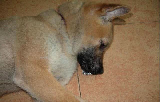 请不要叫它们土狗，请叫它们中华田园犬!