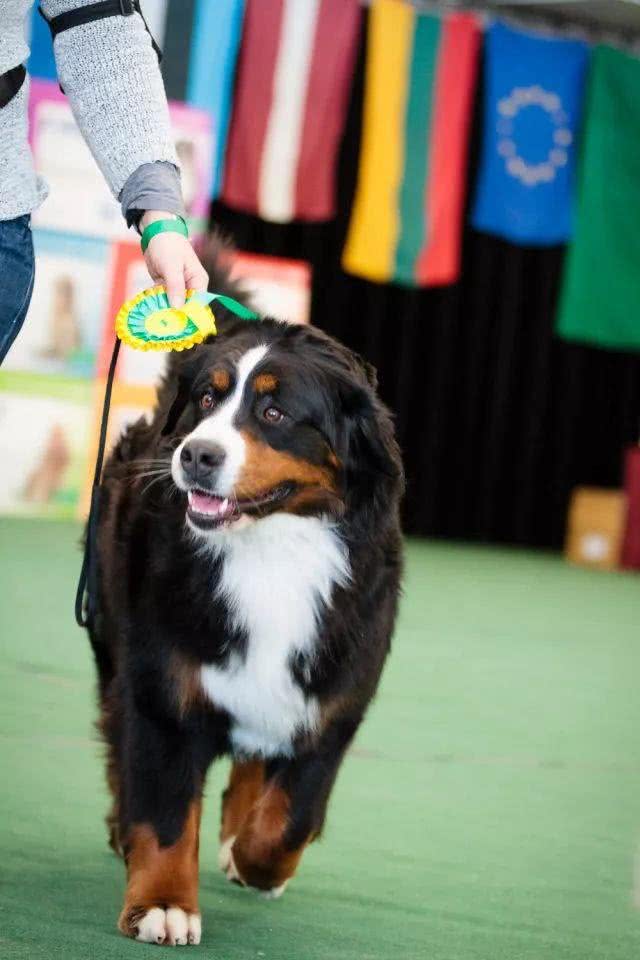 这只大型犬,居然能当孩子的保姆?