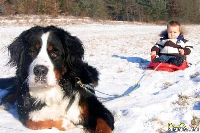这只大型犬,居然能当孩子的保姆?