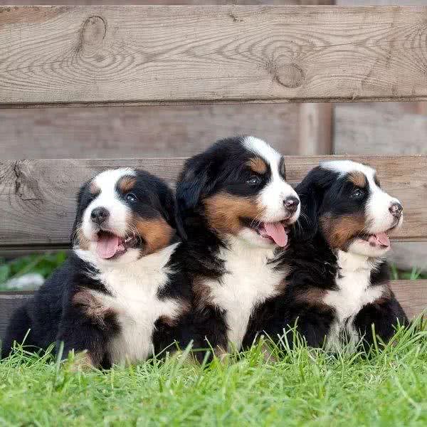 这只大型犬,居然能当孩子的保姆?
