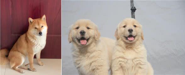 给宠物狗剪毛它乱动,铲屎官学会以下三点,从此轻松解决!