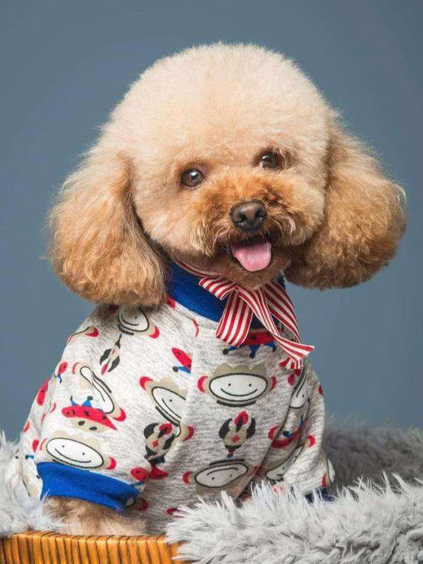 你了解泰迪犬的起源吗?泰迪的种类有多少?你真正了解你的爱宠吗