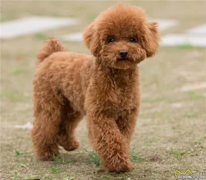 你了解泰迪犬的起源吗?泰迪的种类有多少?你真正了解你的爱宠吗