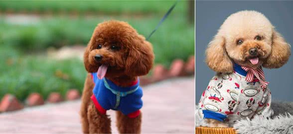 你了解泰迪犬的起源吗?泰迪的种类有多少?你真正了解你的爱宠吗