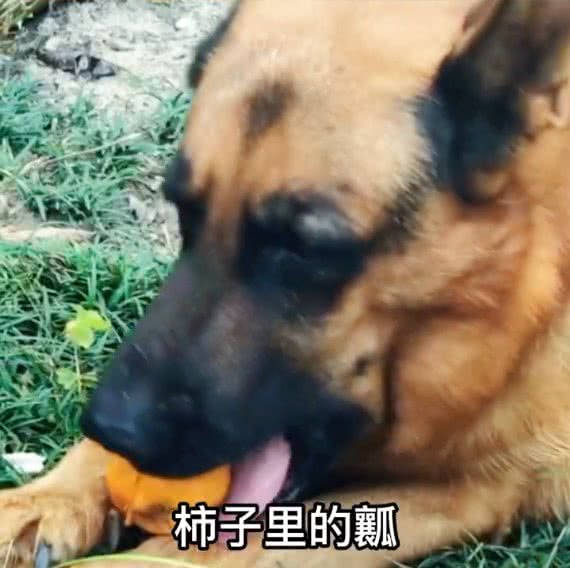 狗狗为什么挑食呢?到底爱吃什么呢?挑食的狗狗是人为炼成的