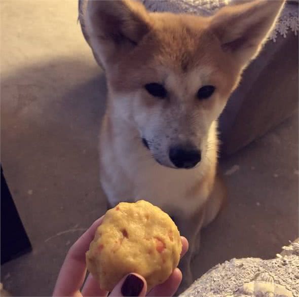 狗狗为什么挑食呢?到底爱吃什么呢?挑食的狗狗是人为炼成的