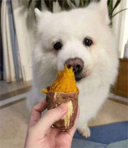 狗狗为什么挑食呢?到底爱吃什么呢?挑食的狗狗是人为炼成的