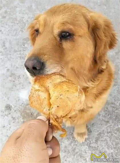 狗狗为什么挑食呢?到底爱吃什么呢?挑食的狗狗是人为炼成的