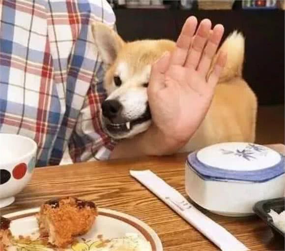 狗狗为什么挑食呢?到底爱吃什么呢?挑食的狗狗是人为炼成的